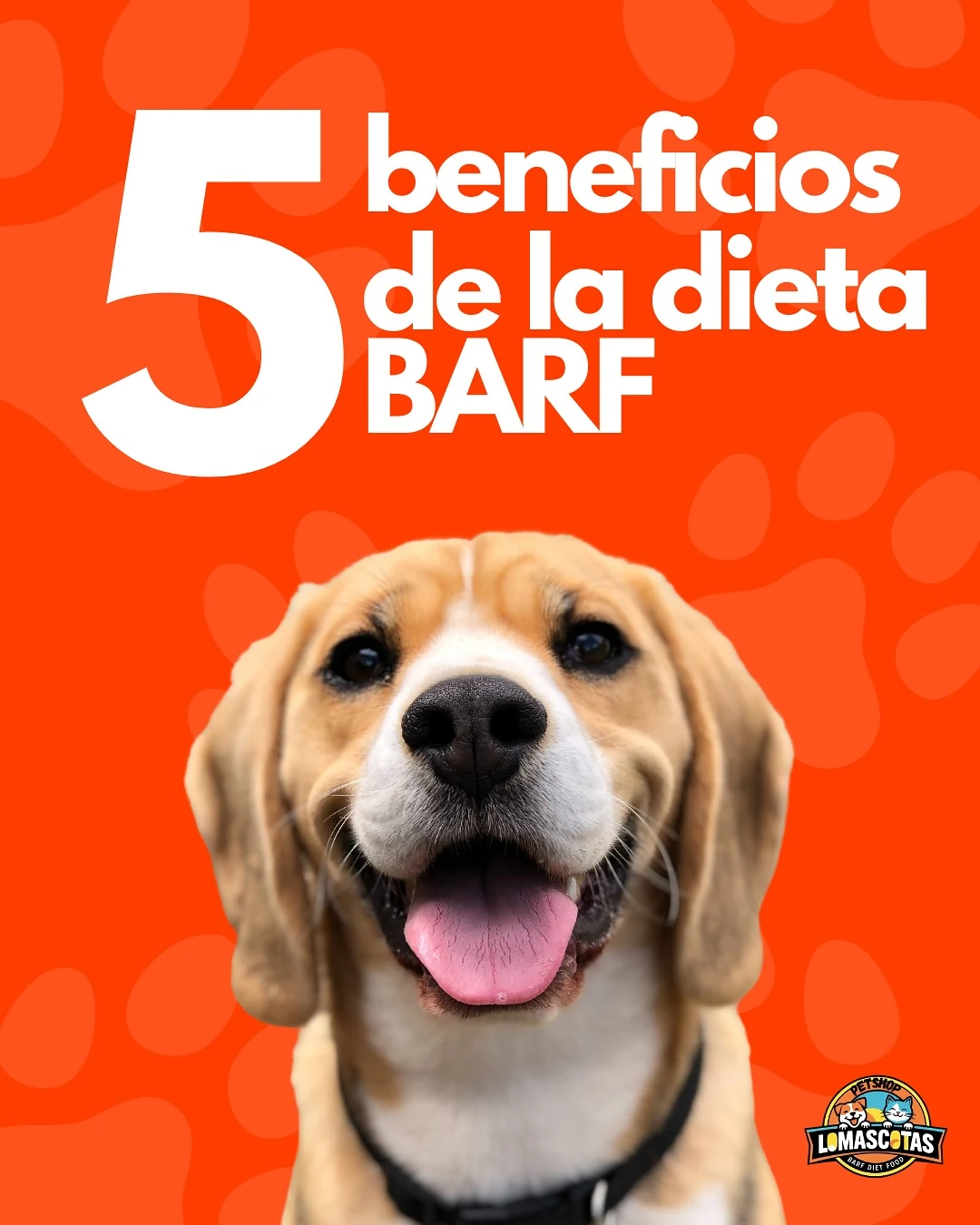 Publicación de LoMascotas: Beneficios de la dieta BARF